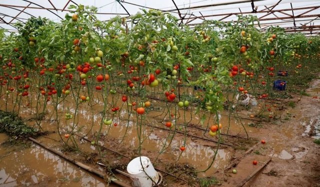 Antalya’yı sel vurdu, halde fiyatlar uçtu: Domates 3 günde 20 TL zamlandı