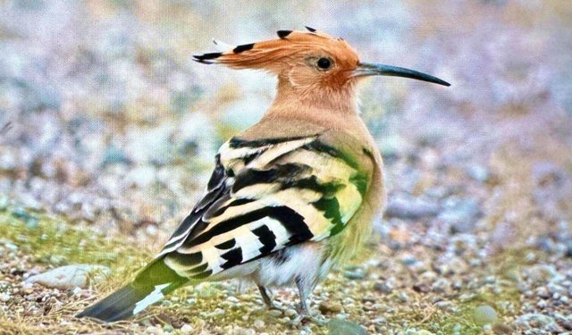 Antalya'da kuş gözlemcilerinden rekor: Son 3 günde 103 kuş fotoğraflandı