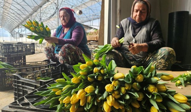 Antalya’da topraksız tarımla 500 bin lale üretiliyor