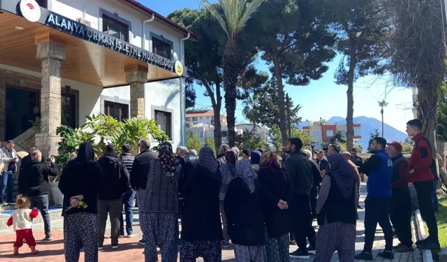 Kadastro krizi Alanya’da gerilim yarattı: 130 yıllık zeytin ağaçlarının kesilmesine tepki
