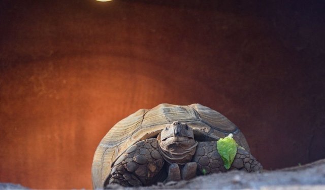 Antalya Doğal Yaşam Parkı’nda yalnız kaplumbağa Sabi’ye eş aranıyor