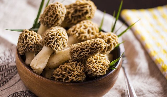 Antalya’da altın değerinde mantar! Gramla satılıyor, kilosu dudak uçuklatıyor