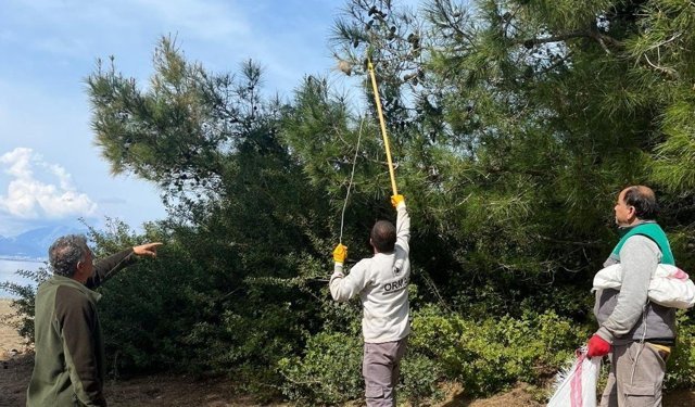 Marmaris’te çam kese böceğiyle doğa dostu mücadele