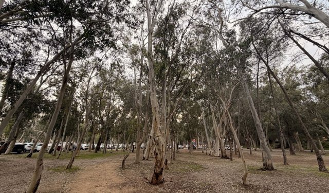Okaliptüs ağaçları su kaynaklarını tehdit ediyor