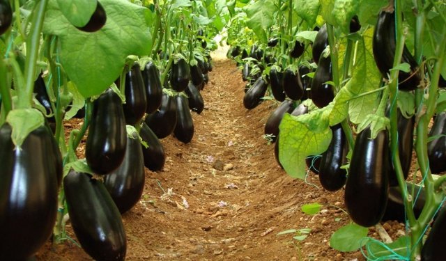 Antalya’da patlıcanın kilosu 500 TL’ye kadar çıktı: Marketler alımı durdurdu