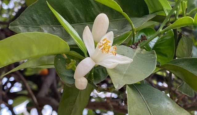 Antalya sokaklarında doğal parfüm: Kokusu huzur veriyor