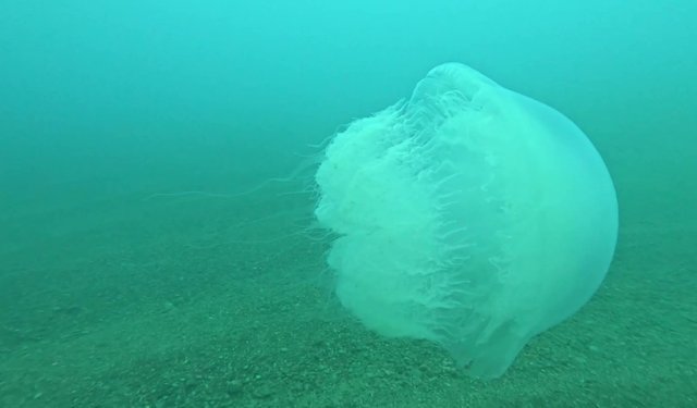 Antalya Körfezi’ne 10 kiloluk dev denizanaları girdi