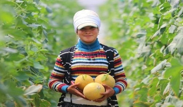 Serik’te mevsimin ilk kavunu hasat edildi! Kilosu 200 TL’den alıcı buluyor