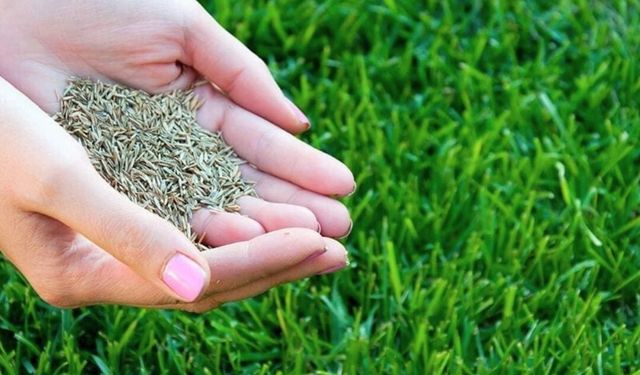 ÇİM TOHUMU,TORF,ZİRAİ İLAÇVE TOHUM ALINACAK