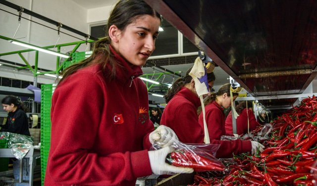 Türkiye’nin sebze üretim üssü Antalya’dan 64 ülkeye ihracat
