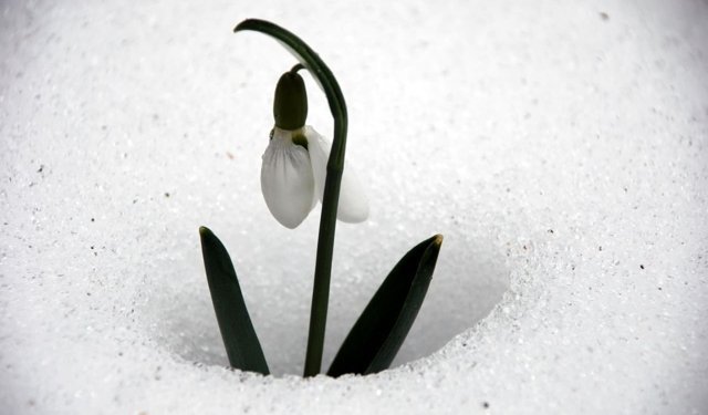 Toros kardeleni koruma altında