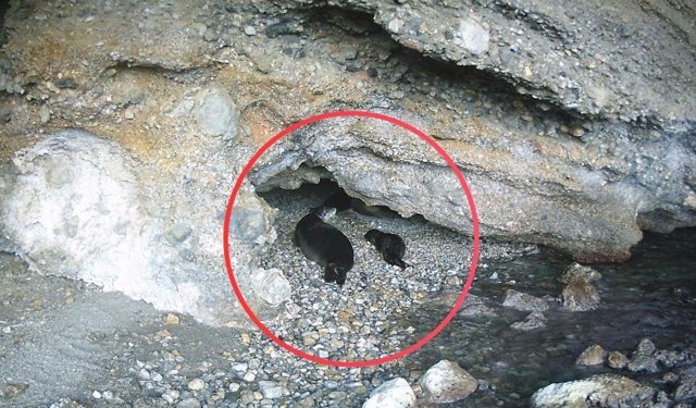 Akdeniz keşiş fokların yaşam alanlarına insan baskısı!