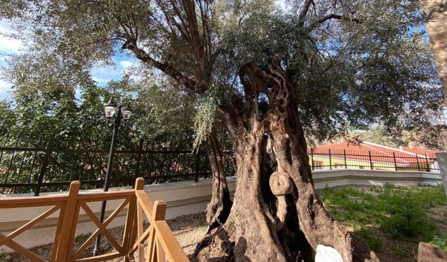 Antalya’da kazı çalışması tamamlandı: 650 yıllık zeytin ağacı göründü