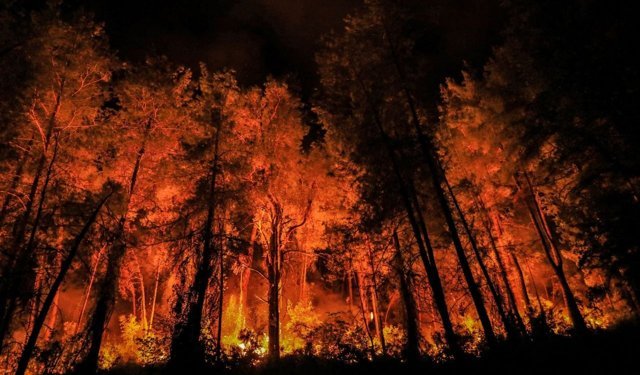 Geçen yıl 81 bin hektar orman kül oldu!
