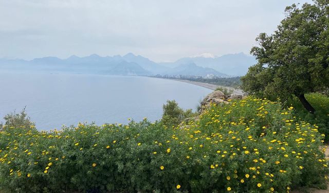 Antalya’nın falezlerine ot perdesi: Doğal gerdanlık otların arasında kayboldu!