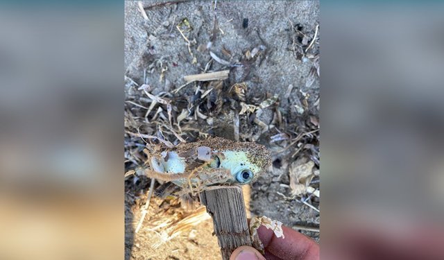 Antalya’da oltanın ucundaki ölümcül tehlike! Doğaya dahi bırakılmaması gerekiyor!