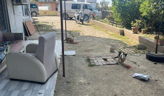 Alanya'da hapsedilen hayvanlar mahalleliyi ayağa kaldırdı: O  ise silah gösterdi!