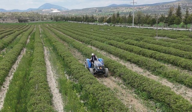 Gül üretiminde rekolte 13 bin tona çıkıyor