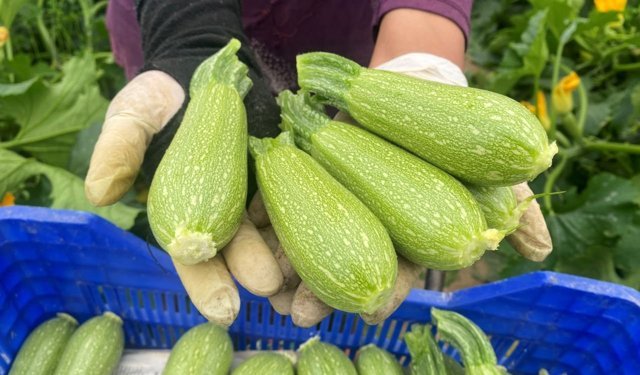 Aksu’da üretilen minik kabaklar Avrupa yolunda