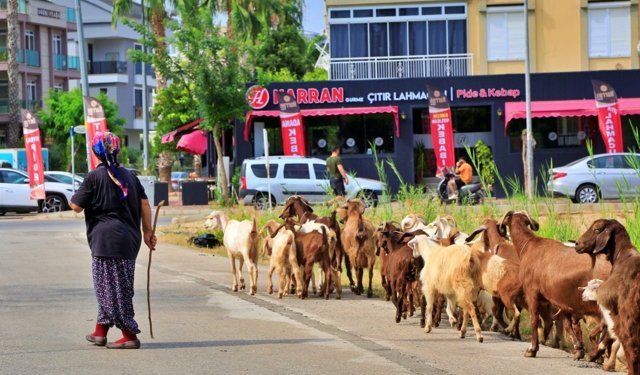 Konyaaltı Arapsuyu'nda şikayet sonrası keçiler beslenemez oldu: Çiftçi aile perişan