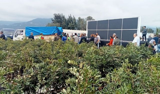 Kuraklığa dirençli keçiboynuzu: Alanya’da 5 bin fidan dağıtıldı