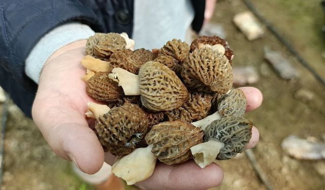 Kuzugöbeği mantarı ilk kez serada üretildi