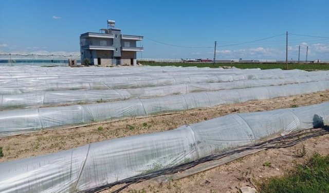 Tarlada kalan marul iddiasına Bakanlıktan yanıt geldi!