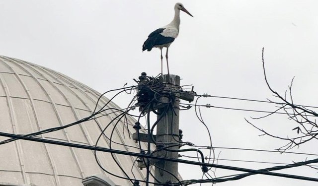 Antalya’da leylek yuvası tartışması! Keyfilik mi zorunluluk mu?