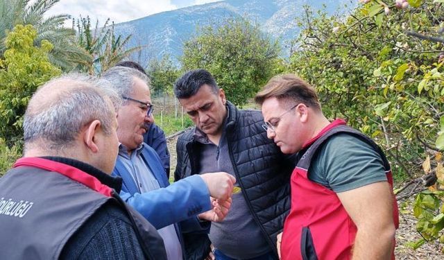 Turunçgillerin koruyucu melekleri sahada: 5 bin faydalı böcek salındı
