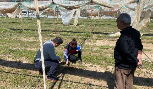 Alanya'da dünya sofraları için titiz mesai!