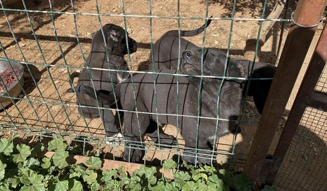 Antalya’da dövüş köpeği şüphesi: Kaçak üretime 327 bin TL ceza
