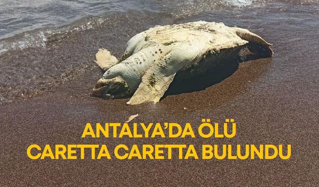 Antalya’da ölü caretta caretta bulundu