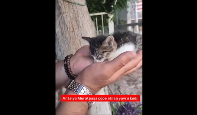 Muratpaşa'da çöp konteynerine yavru kedi  attılar!