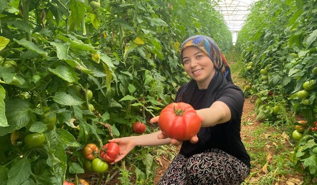 Aksu'da genç çiftçiden domates hasadı!