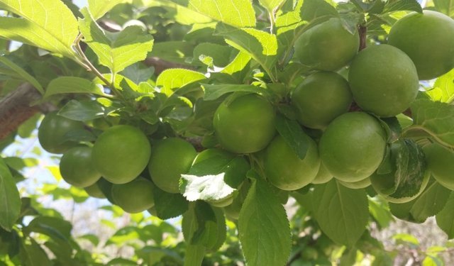 Mersin Mut eriğinin kilosu 10 bin TL'den 30 TL'ye düştü