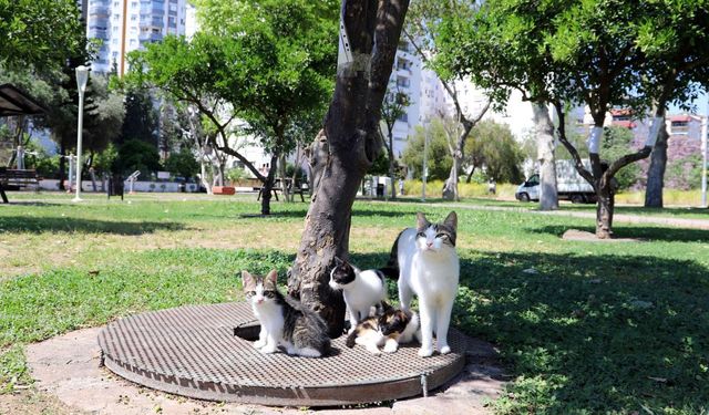 Antalya'da anne kedi Çito’nun yavruları için hayvanseverlere çağrı