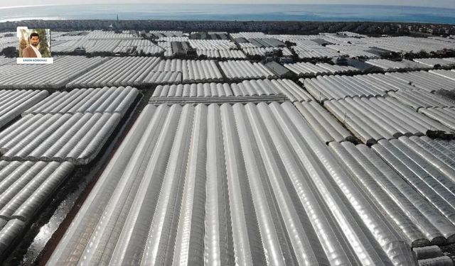 Kumluca’da tarım krizi: Üretici maliyete yeniliyor, ürün dalında kalıyor