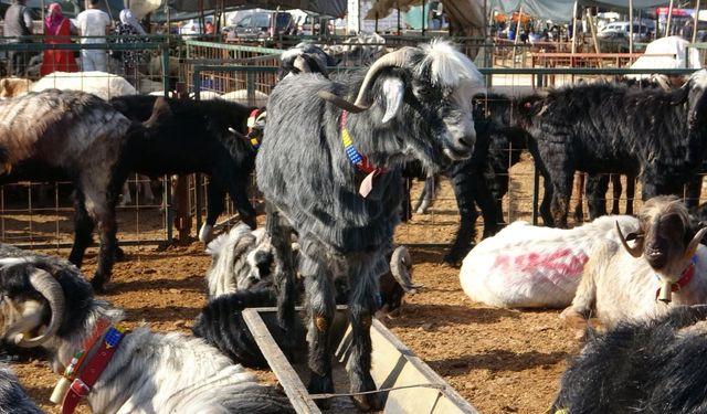 Kurban alacaklar dikkat: Mersin pazarlarında son durum