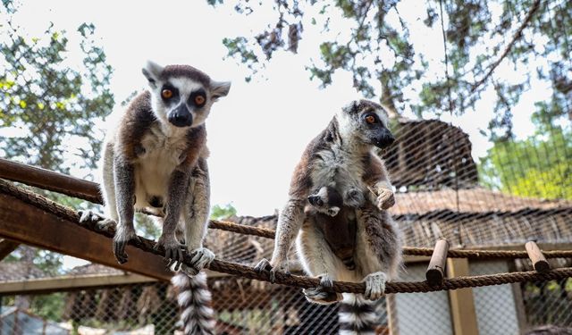 Antalya Doğal Yaşam Parkı’nda Lemur ailesine yeni üye: Zabumafu