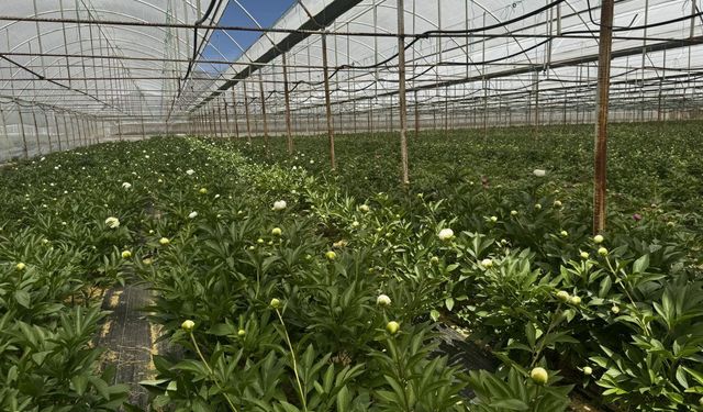 Antalya’da tanesi 150 TL! Siparişlere yetişemiyorlar