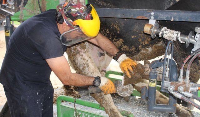 Antalya'da büyükbaş hayvancılığa ücretsiz bakım hizmeti