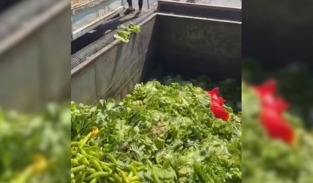 Antalya’da çöp kutuları sebzelerle doldu!