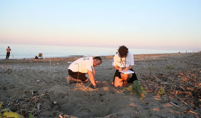 Belek'te caretta mesaisi: Gün doğmadan iz sürüyorlar