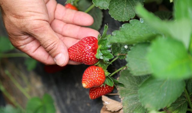 Çilekte fiyat uçurumu: Tarlada 30 lira, markette 150 lira