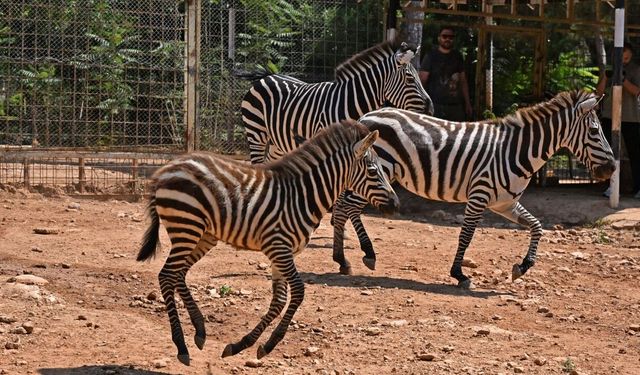 Antalya Doğal Yaşam Parkı’nda bayram havası! Yeni yavrular dünyaya geldi