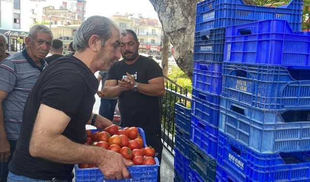Antalya’da domates 5 TL’ye düştü: Çiftçi, bedavaya dağıttı