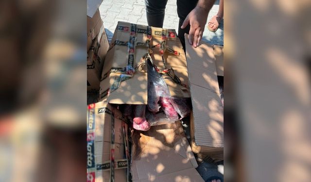 Alanya'da skandal! Nereden geldiği belli olmayan 300 kilo ete el konuldu