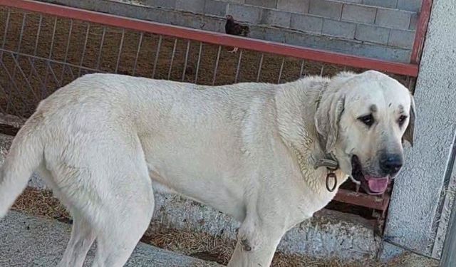 Antalya’da Boyka'yı bulana 500 bin TL ödül!