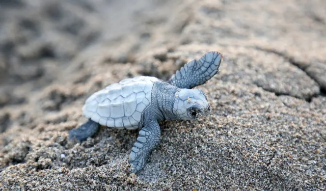 Çıralı’da caretta caretta sezonu sona erdi: 3 bin 458 yavru denizle buluştu