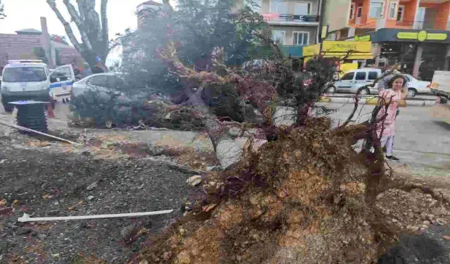 Isparta’da fırtınaya dayanamayan ağaç, otomobilin üzerine devrildi